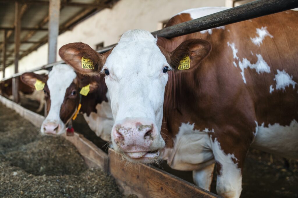 Cows on a diary farm, agriculture industry