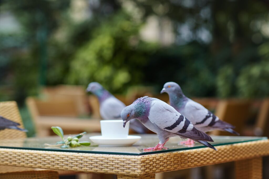 Pigeons sit on a wicker table in an outdoor cafe, next to a white Cup of coffee and a sprig of olive