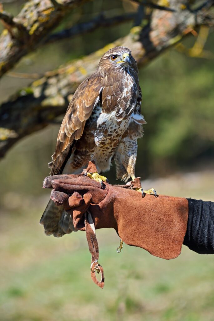 Red tailed hawk