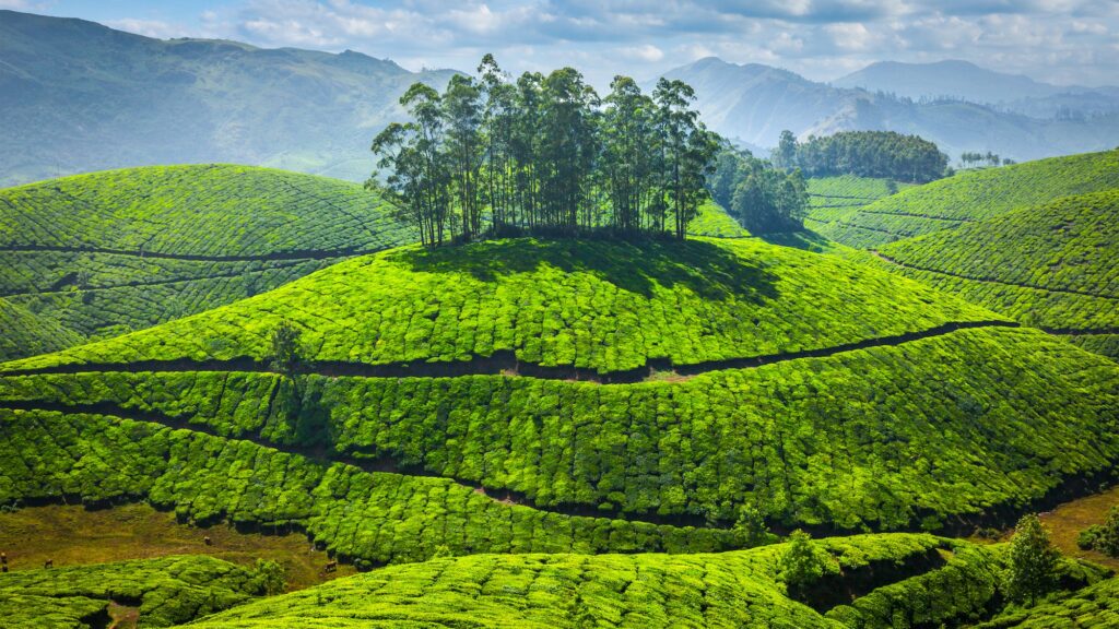 Green tea plantations in India